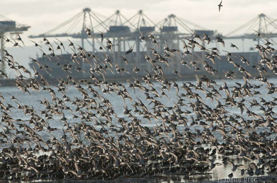 Why We cannot Give Up on Sandpipers