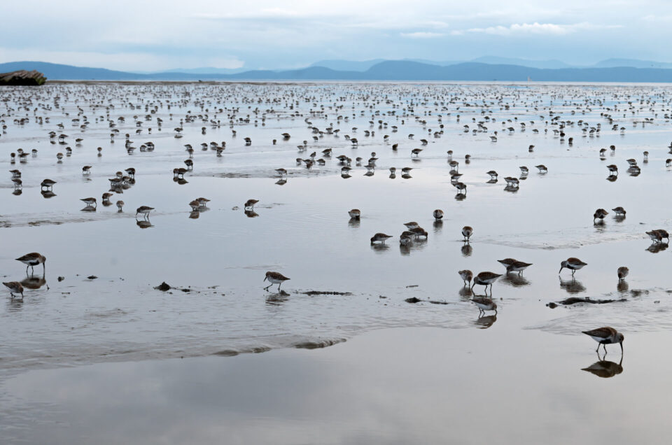 New documentary: Sandpipers' Last Supper