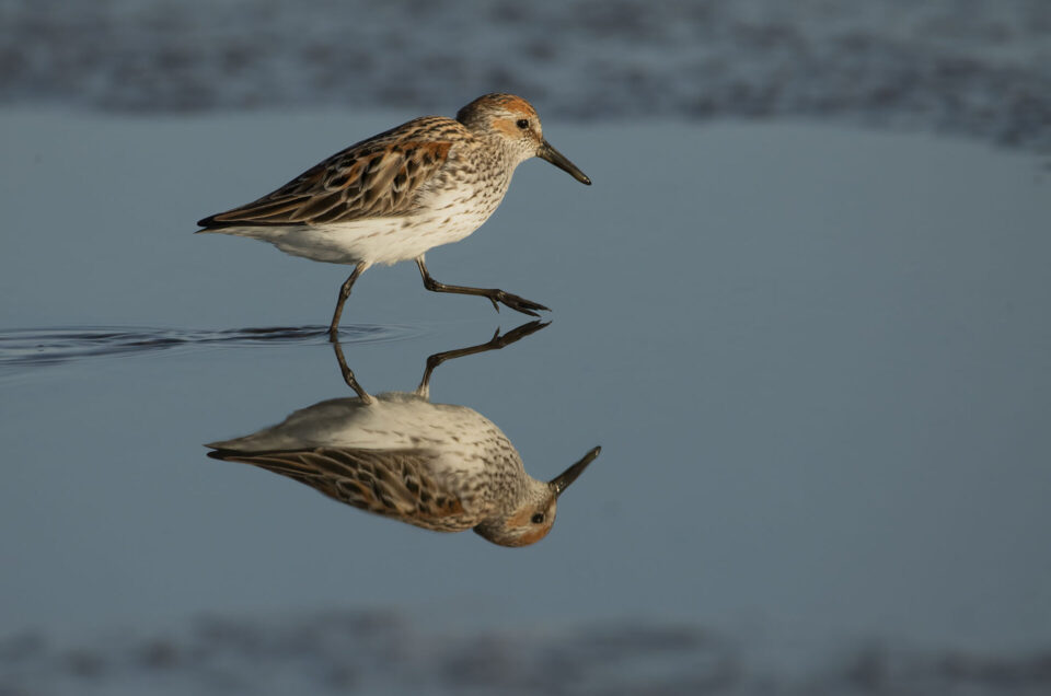 Sandpipers' Last Supper: Watch the teaser!